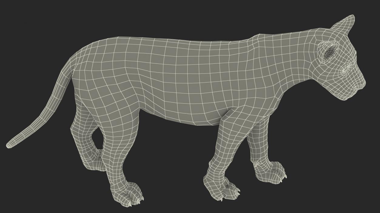 3D Young Lion Walking Pose model