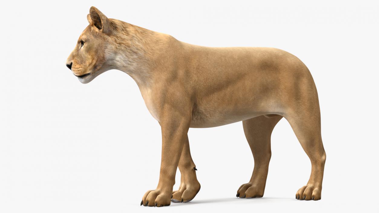 3D Young Lion Walking Pose model