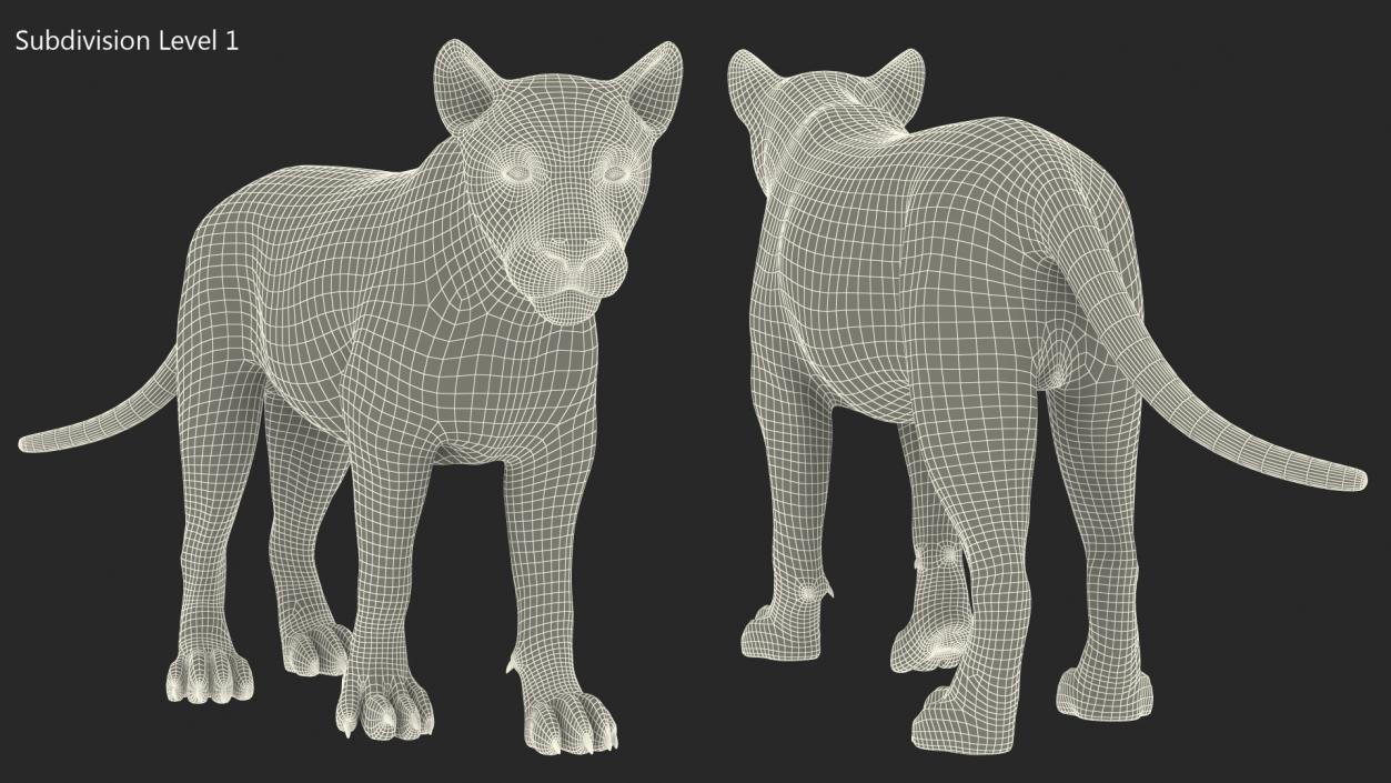 3D Young Lion Walking Pose model