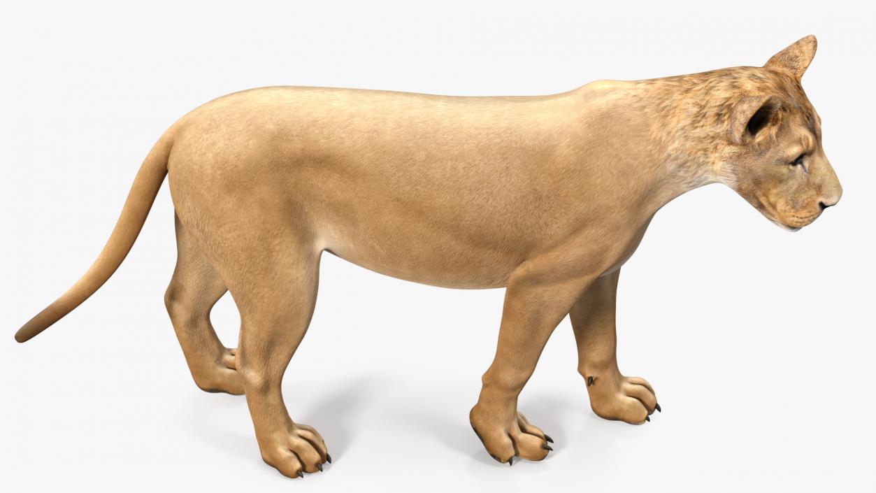 3D Young Lion Walking Pose model