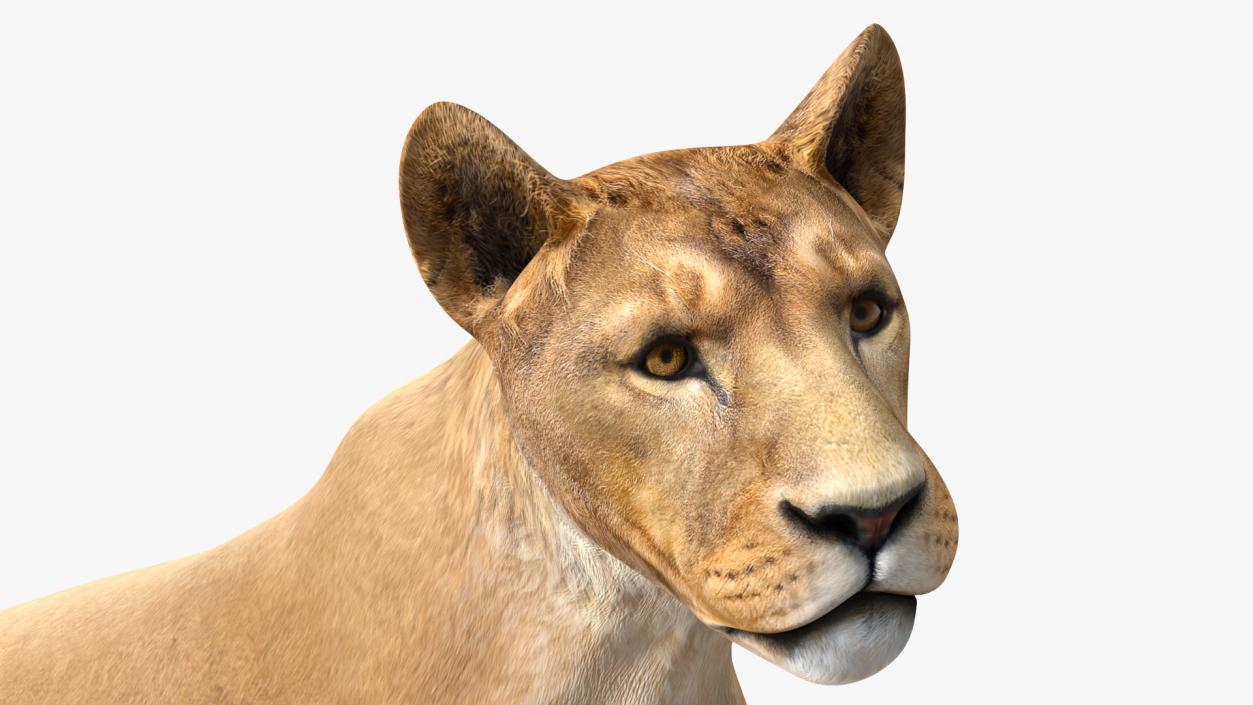 3D Young Lion Walking Pose model