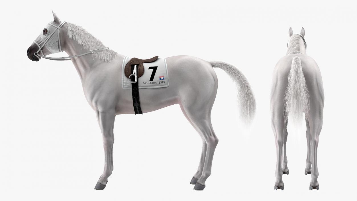 Racehorse White Fur 3D model