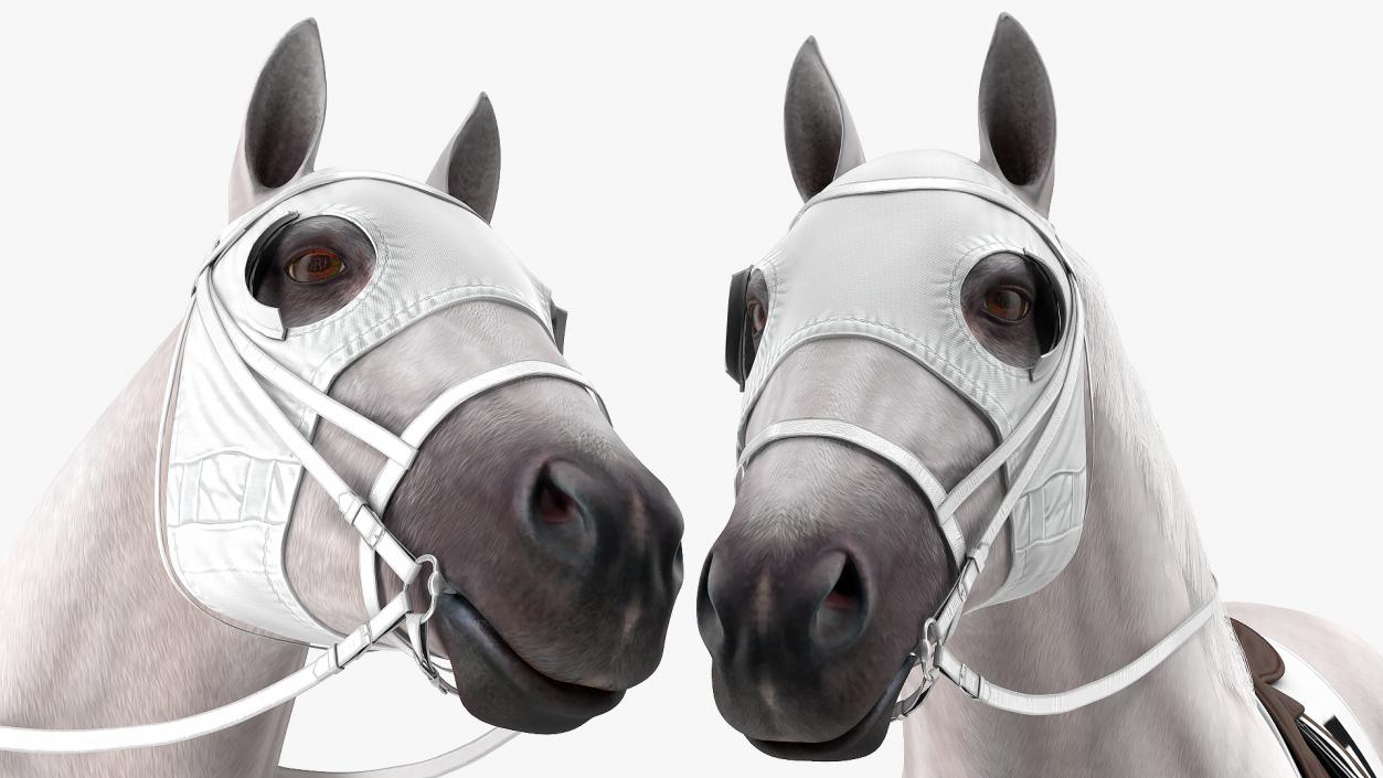 Racehorse White Fur 3D model