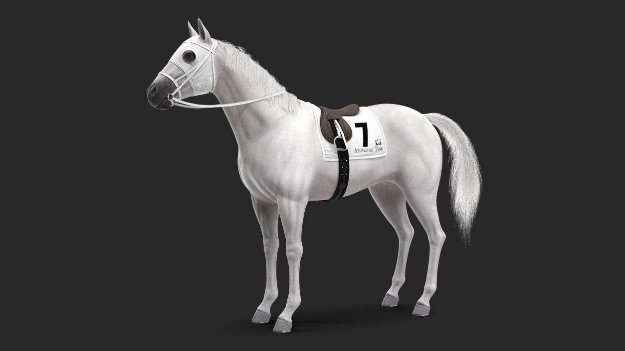 Racehorse White Fur 3D model