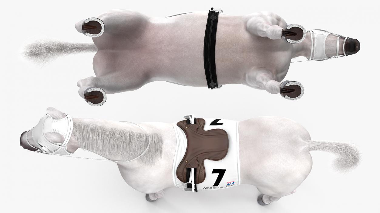 Racehorse White Fur 3D model