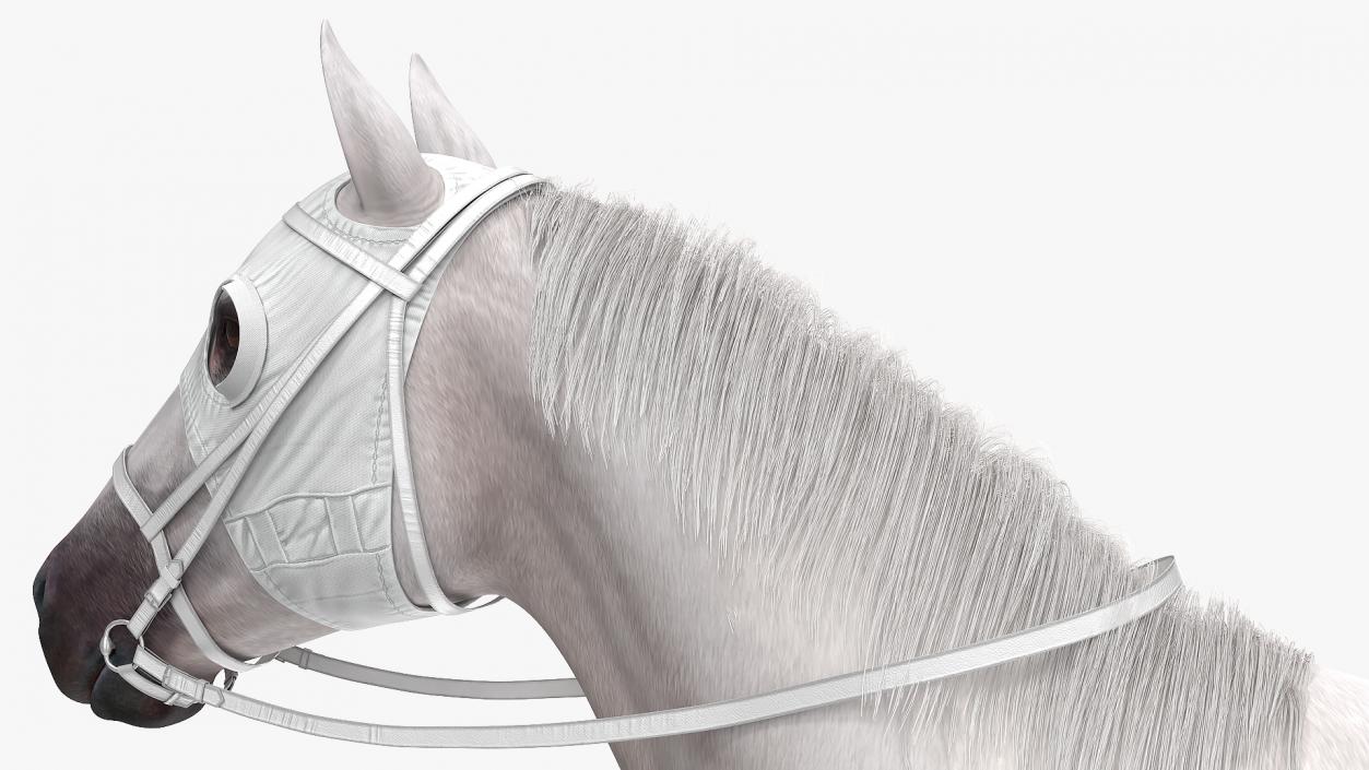 Racehorse White Fur 3D model