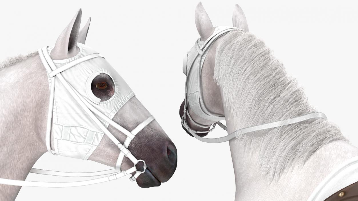 Racehorse White Fur 3D model