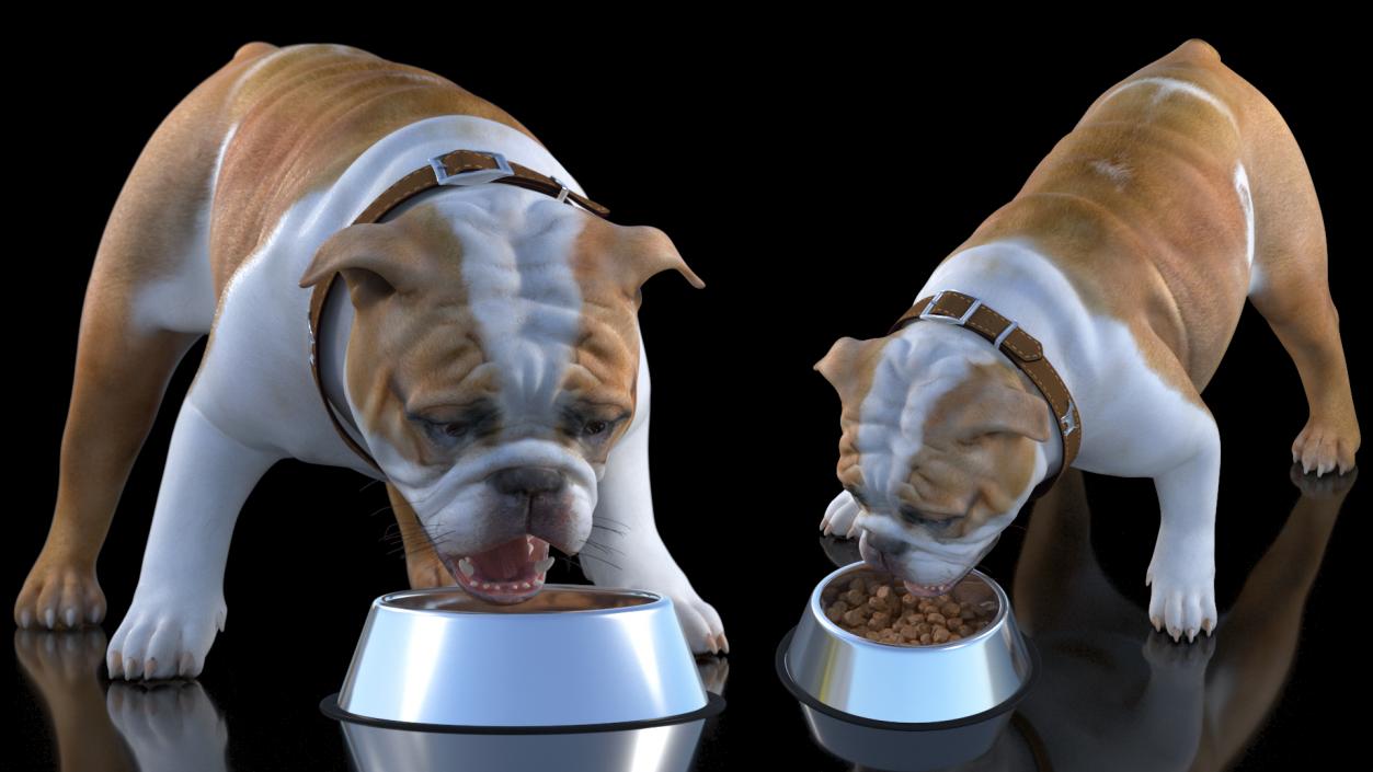 3D Bulldog Eats Out of the Bowl model