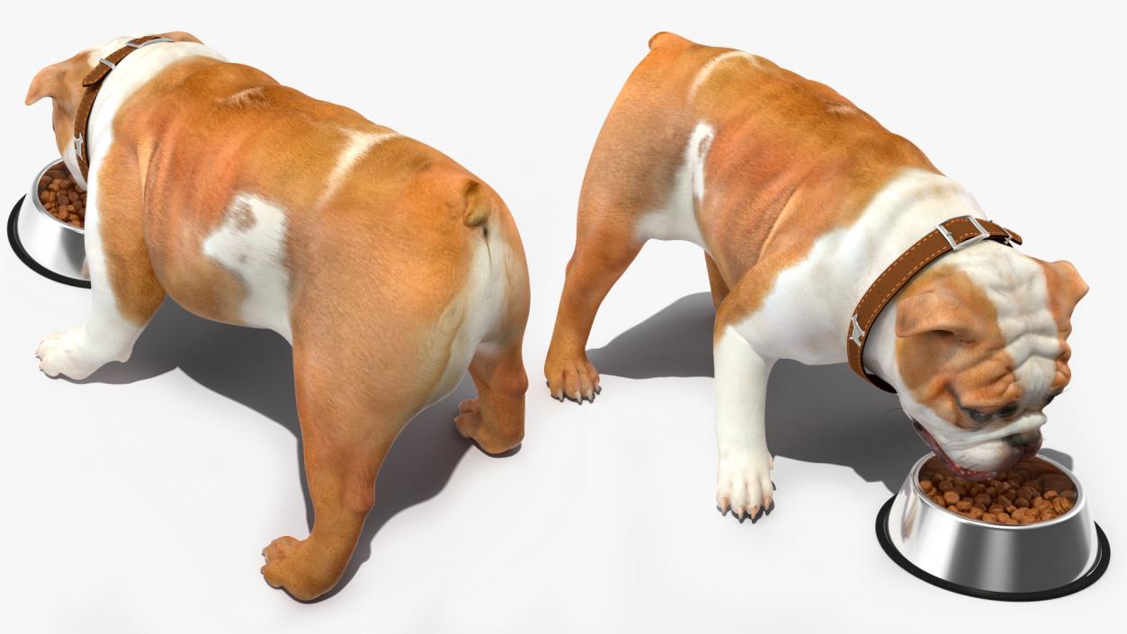 3D Bulldog Eats Out of the Bowl model