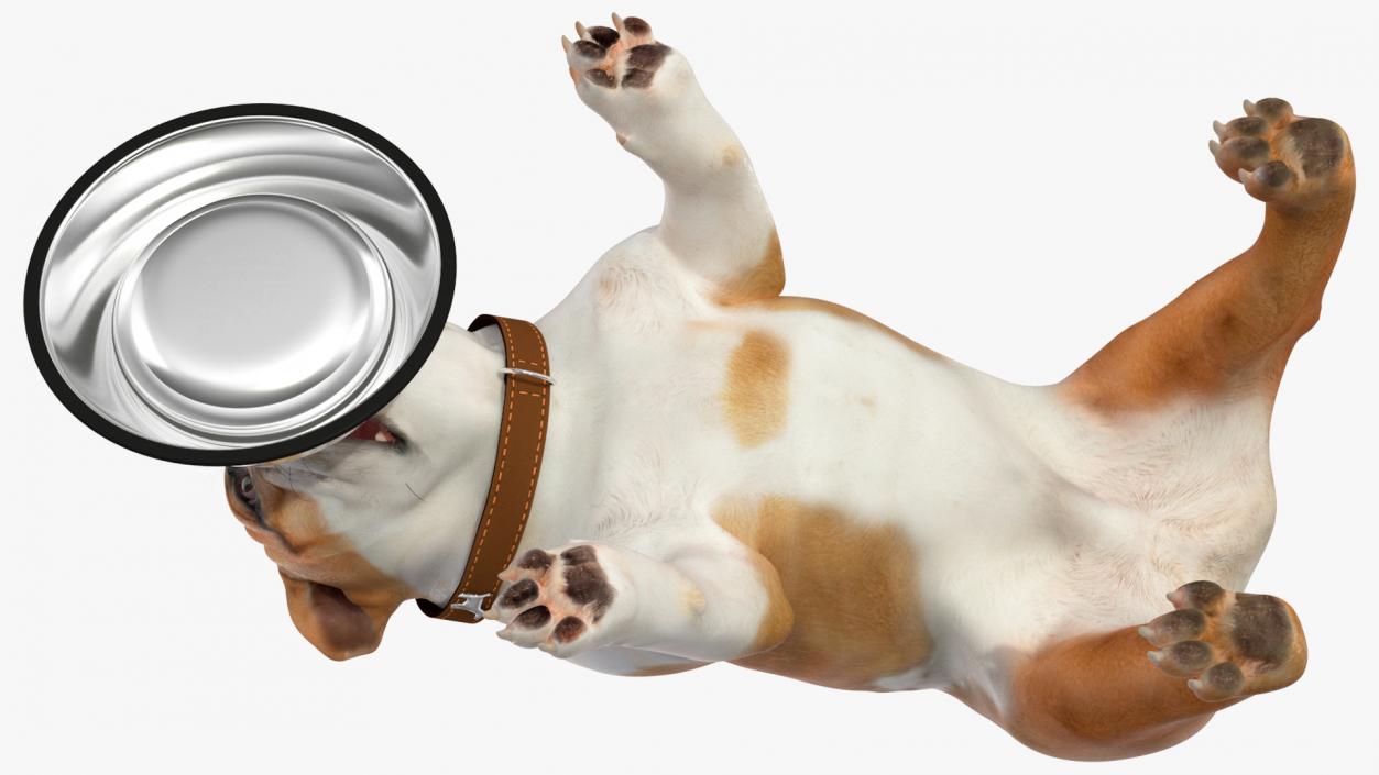 3D Bulldog Eats Out of the Bowl model