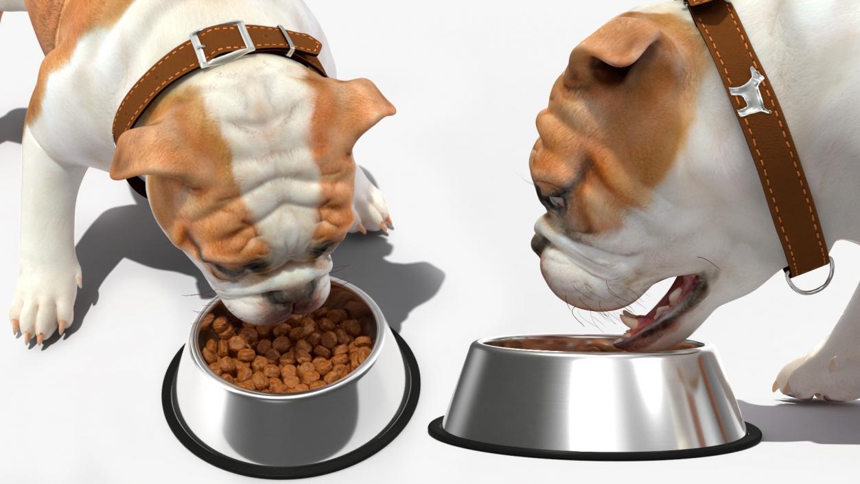 3D Bulldog Eats Out of the Bowl model