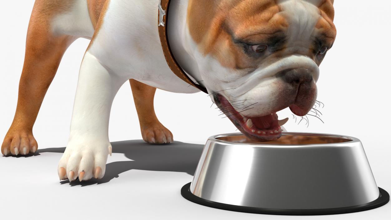 3D Bulldog Eats Out of the Bowl model