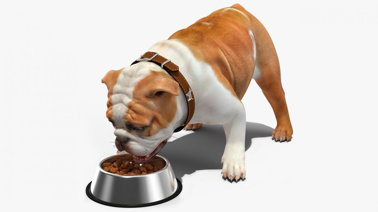 3D Bulldog Eats Out of the Bowl model