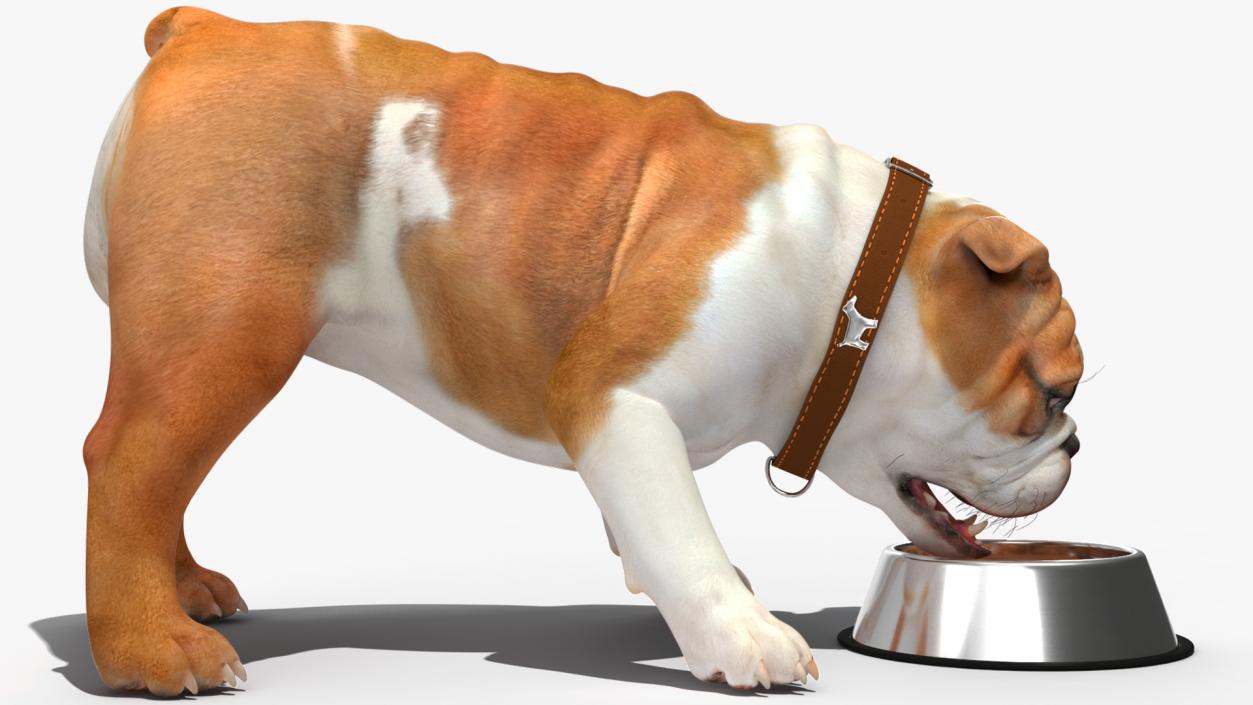 3D Bulldog Eats Out of the Bowl model