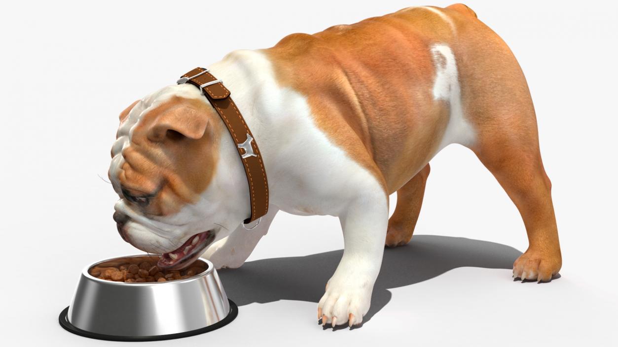 3D Bulldog Eats Out of the Bowl model