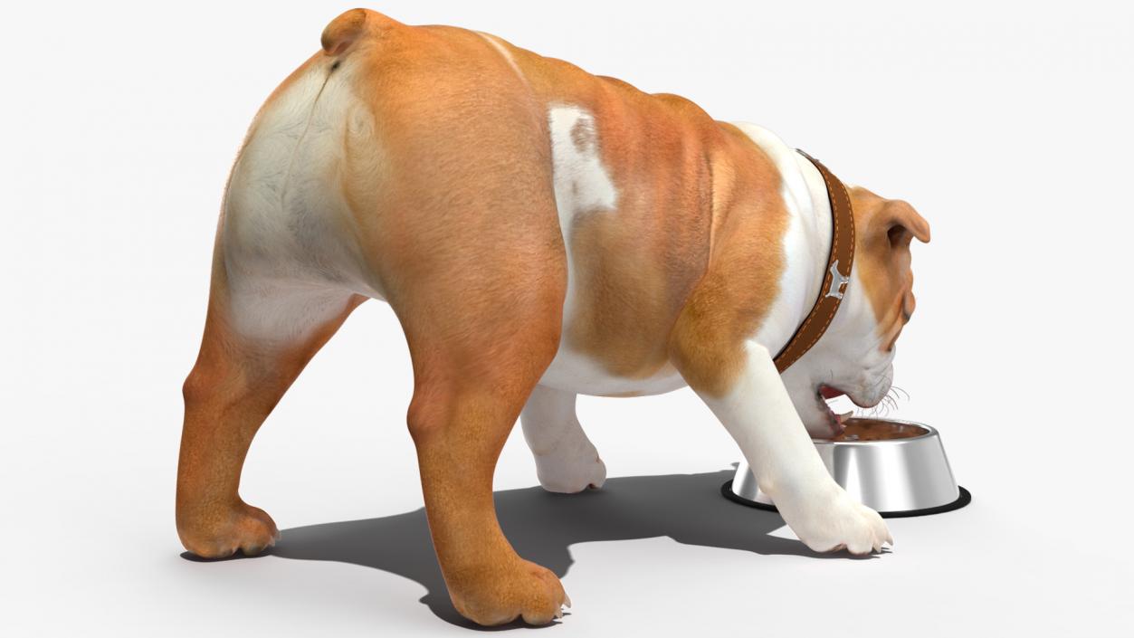 3D Bulldog Eats Out of the Bowl model