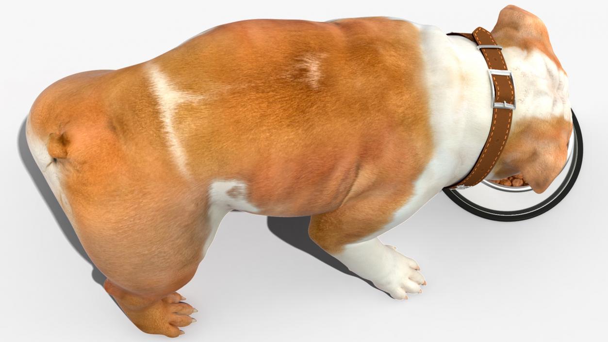 3D Bulldog Eats Out of the Bowl model