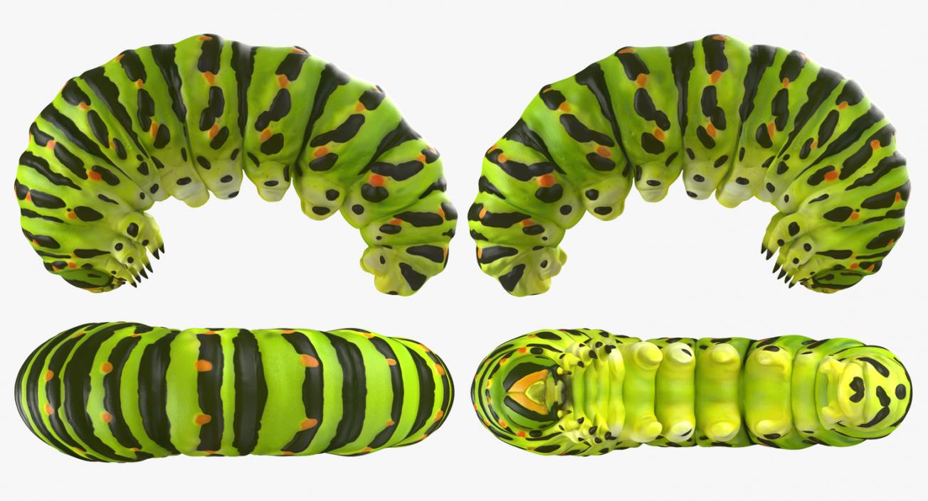 Swallowtail Caterpillar Green 3D model