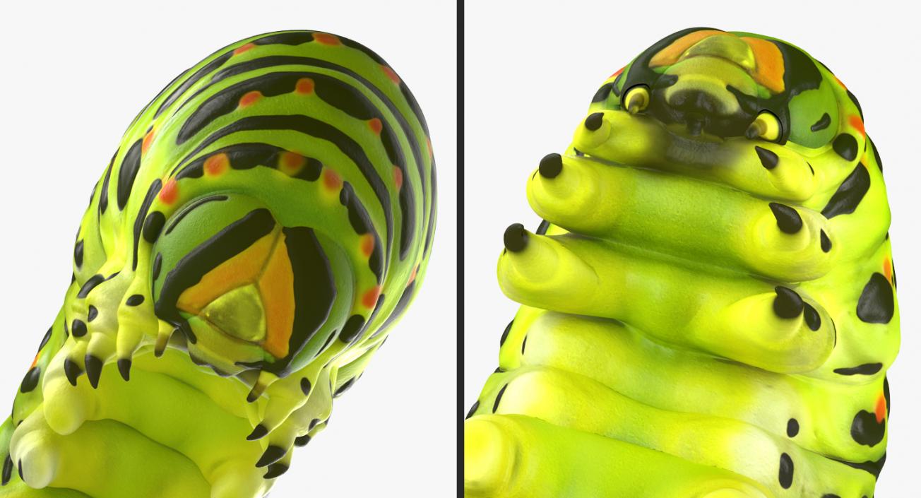 Swallowtail Caterpillar Green 3D model