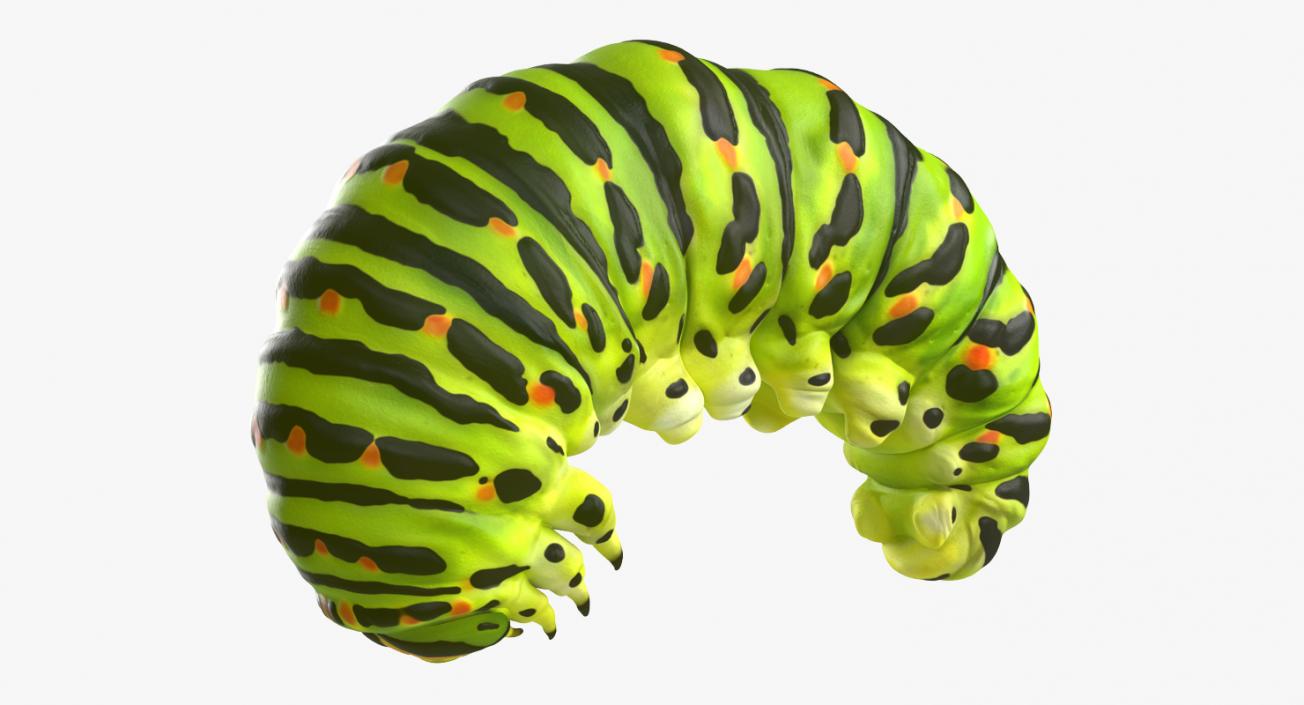 Swallowtail Caterpillar Green 3D model