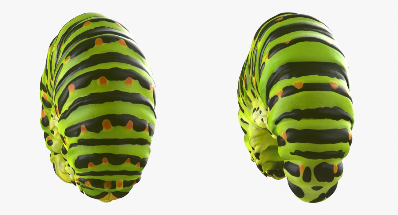 Swallowtail Caterpillar Green 3D model