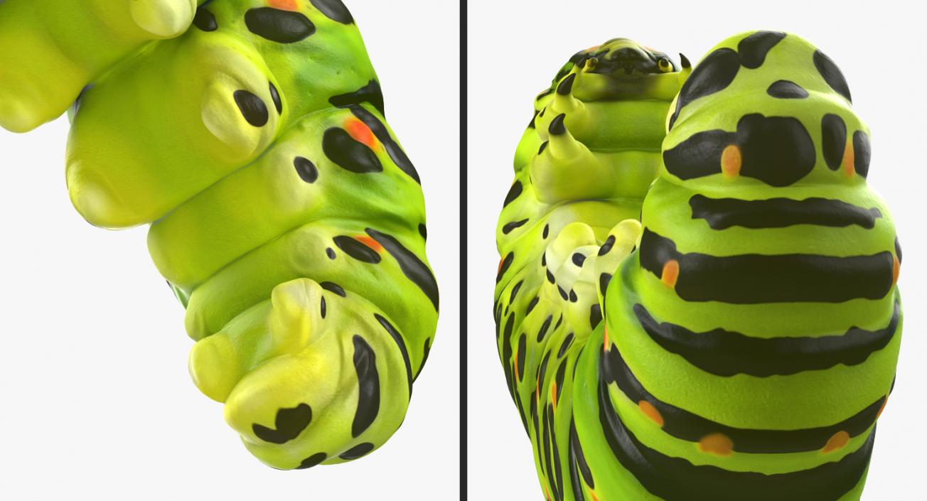 Swallowtail Caterpillar Green 3D model