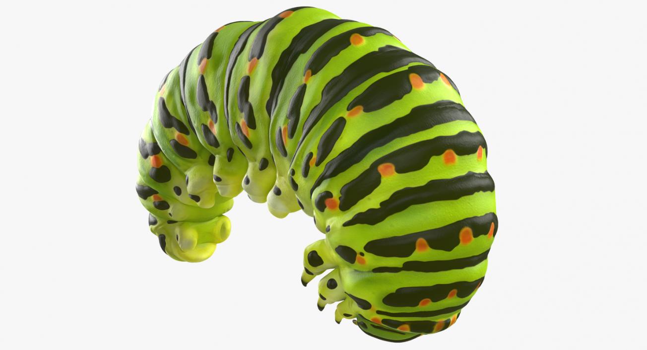 Swallowtail Caterpillar Green 3D model