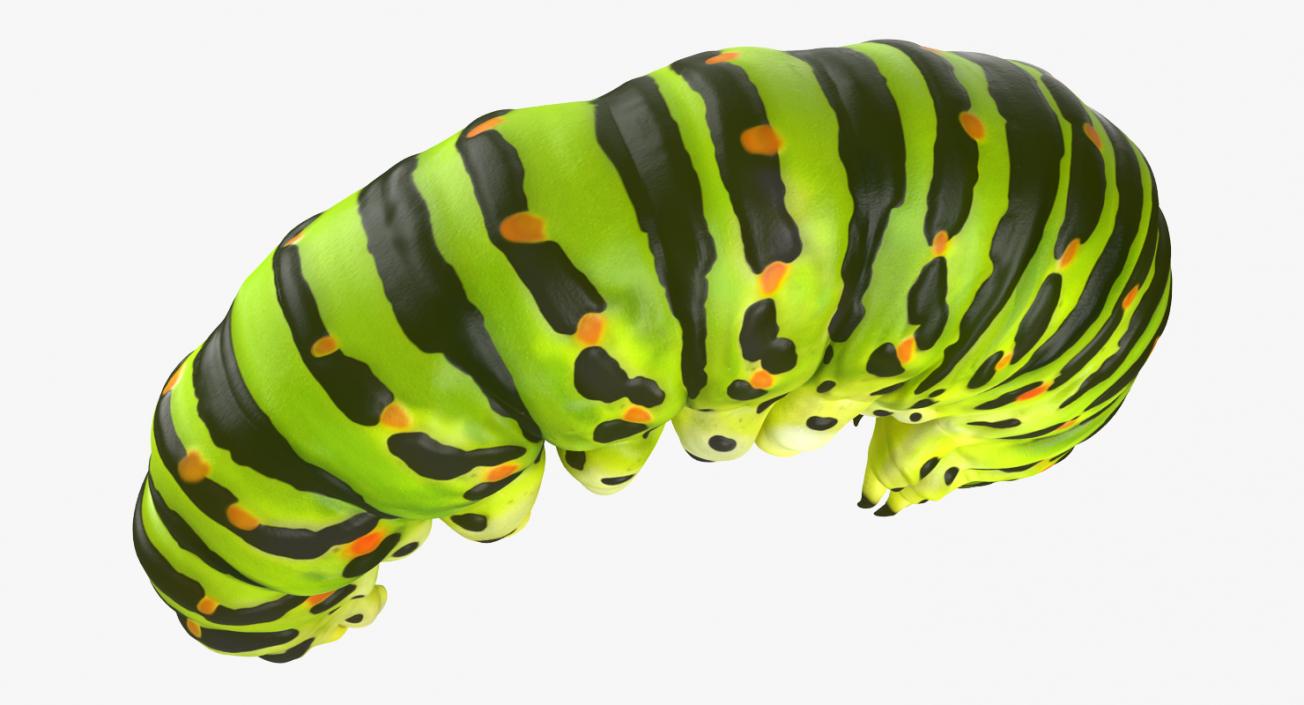 Swallowtail Caterpillar Green 3D model