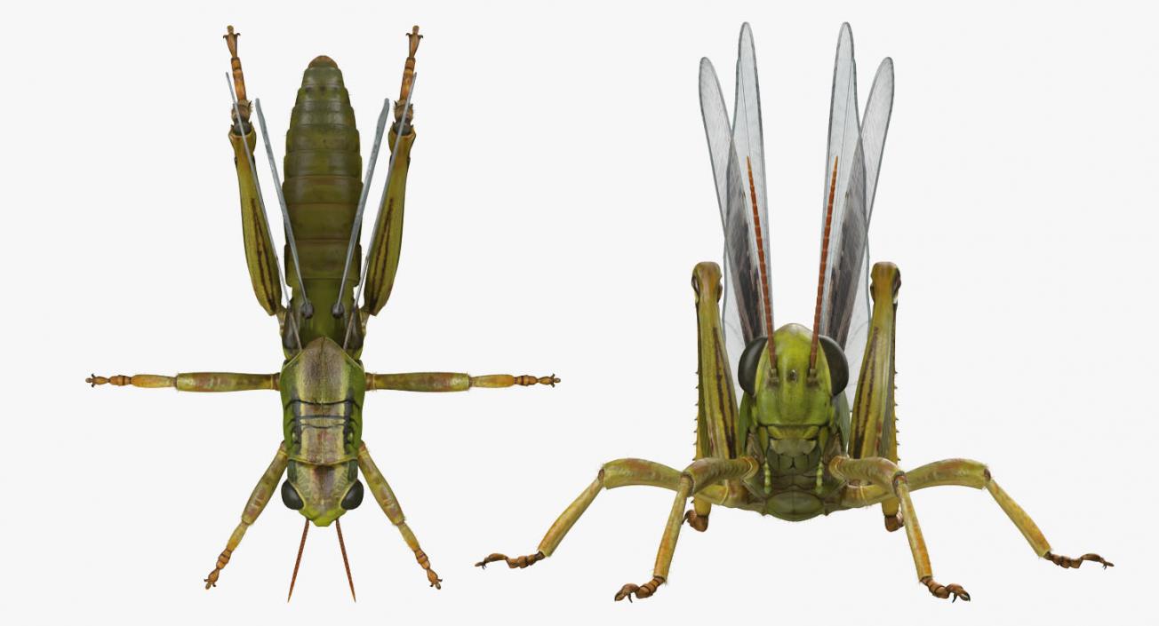 Grasshopper with Fur Rigged 3D