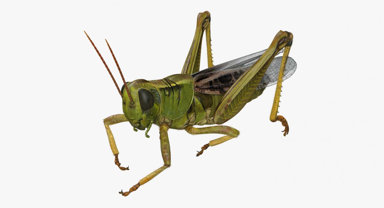 Grasshopper with Fur Rigged 3D