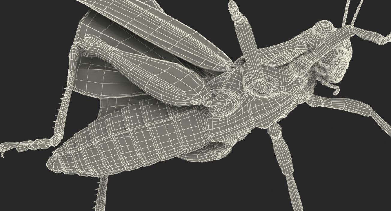 Grasshopper with Fur Rigged 3D