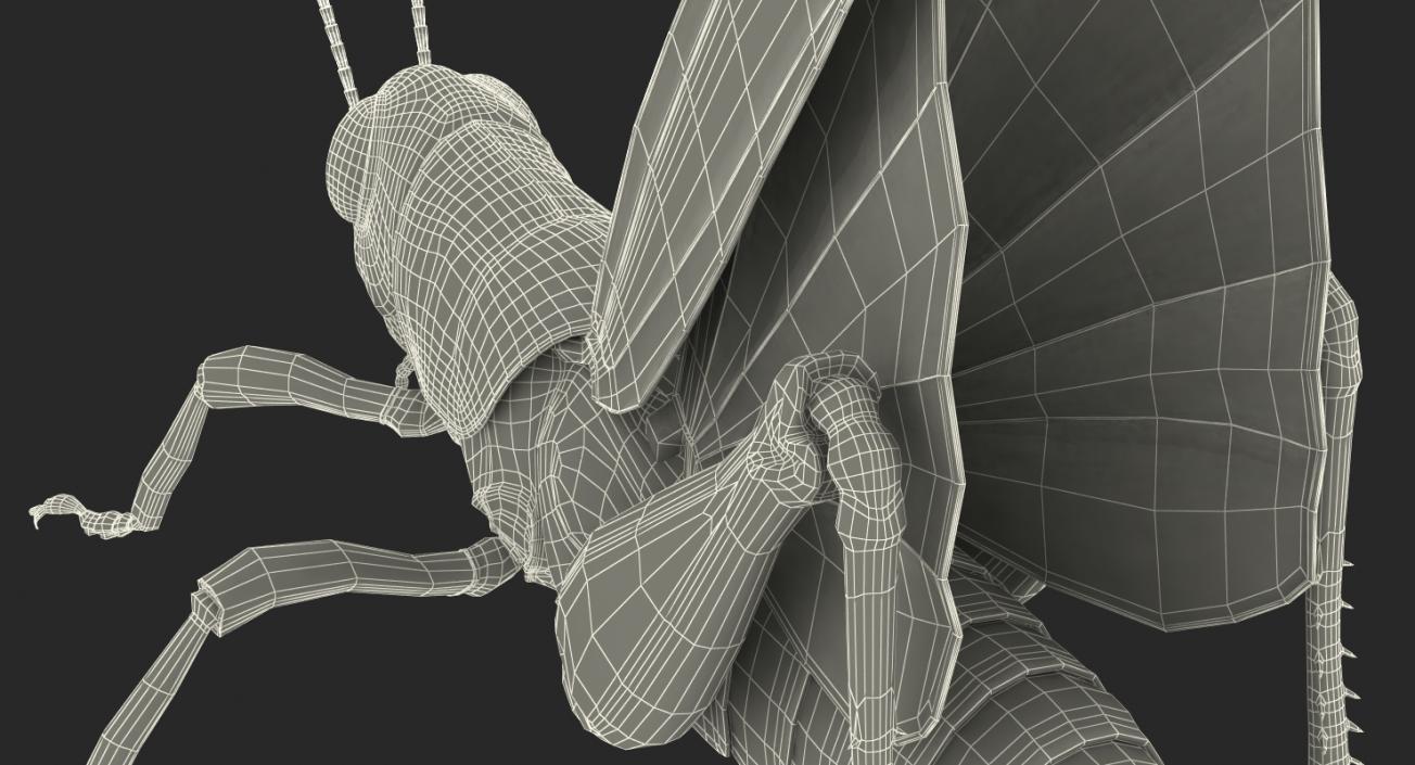 Grasshopper with Fur Rigged 3D