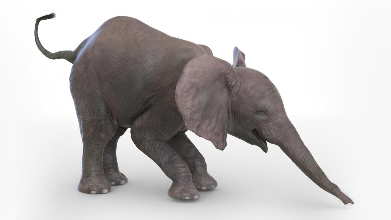 Baby Elephant Rigged 2 3D