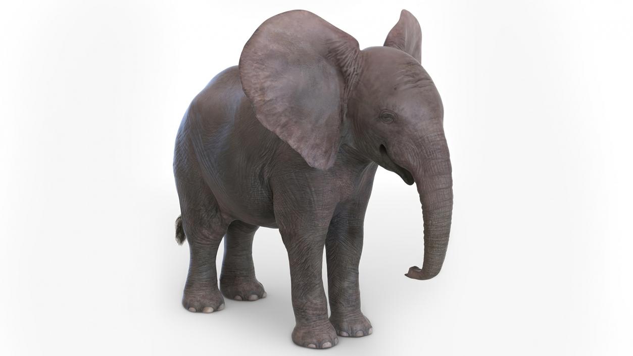 Baby Elephant Rigged 2 3D