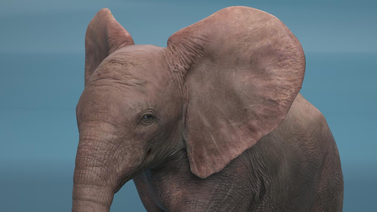 Baby Elephant Rigged 2 3D