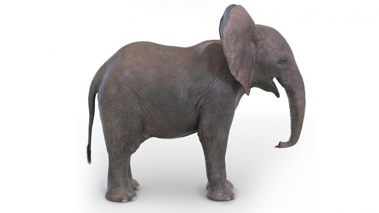 Baby Elephant Rigged 2 3D