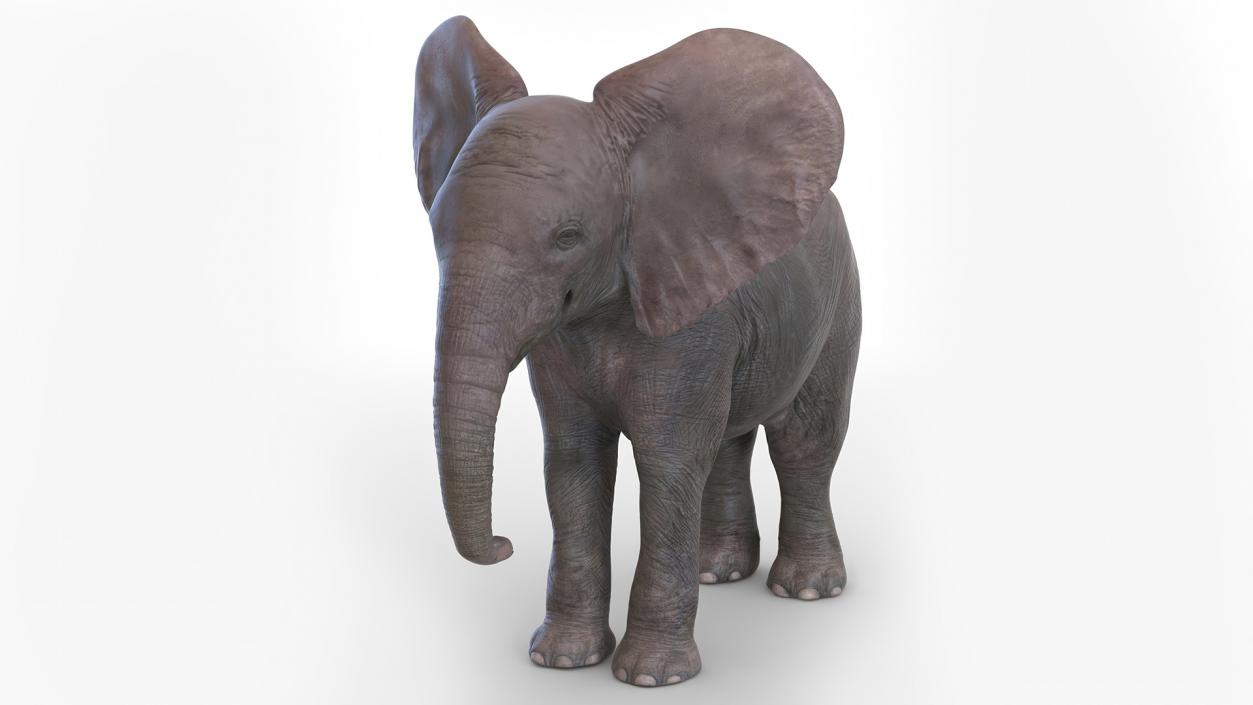 Baby Elephant Rigged 2 3D