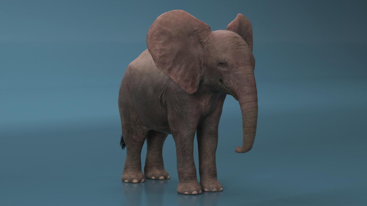 Baby Elephant Rigged 2 3D