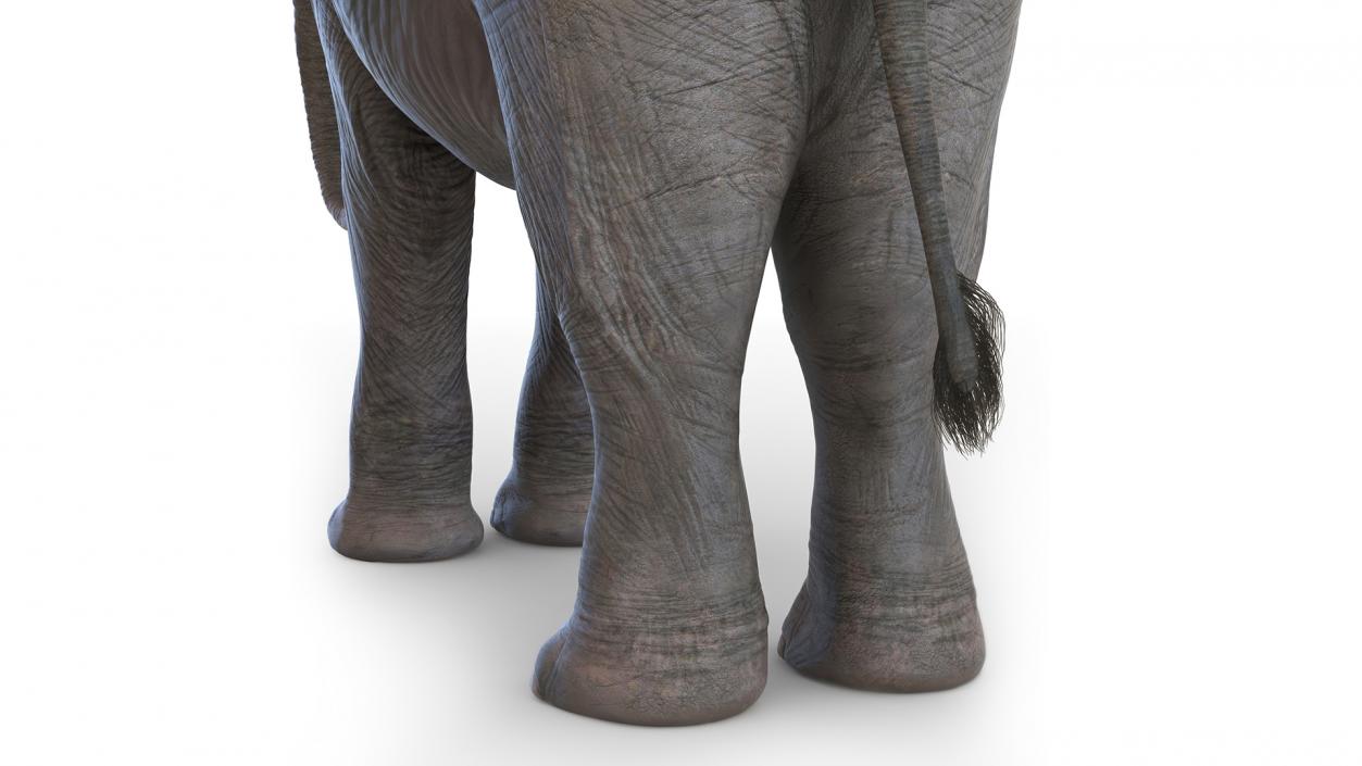 Baby Elephant Rigged 2 3D