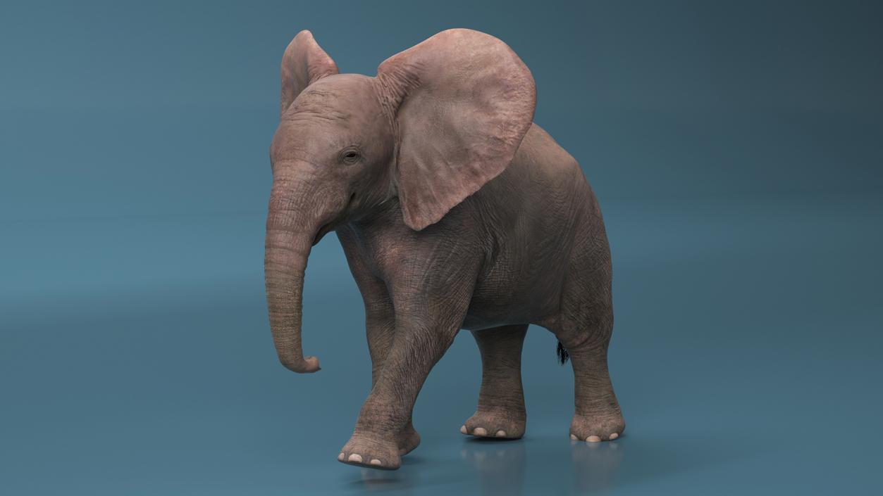 Baby Elephant Rigged 2 3D