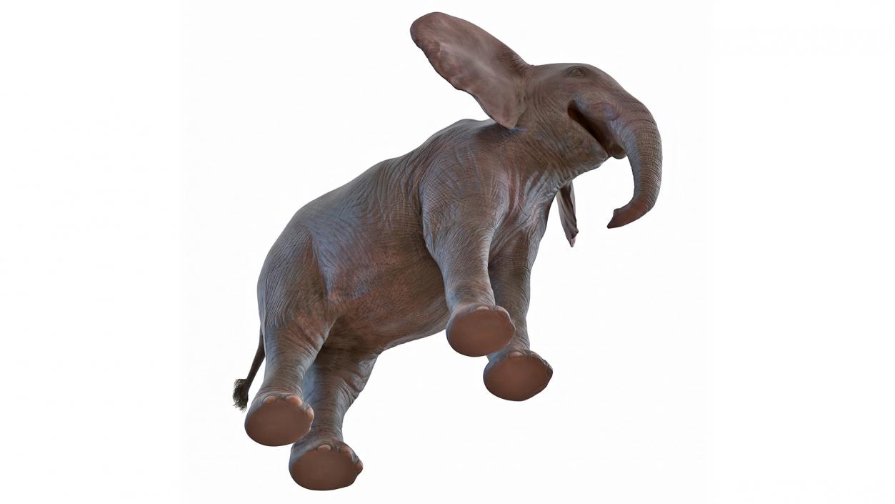 Baby Elephant Rigged 2 3D