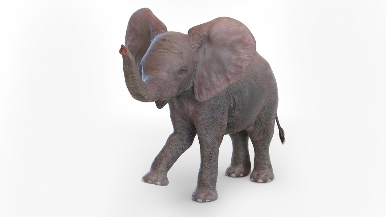 Baby Elephant Rigged 2 3D