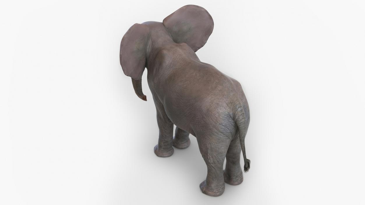 Baby Elephant Rigged 2 3D