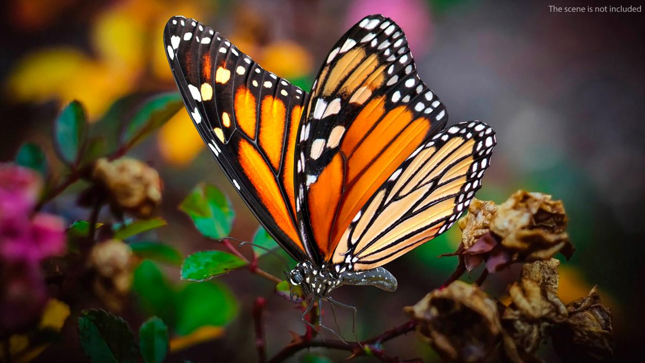 Animated Monarch Butterfly Sits on Swinging Flower Rigged 3D