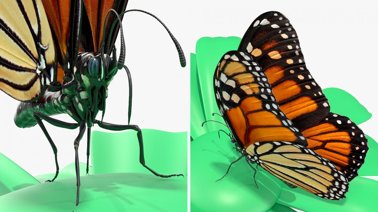 Animated Monarch Butterfly Sits on Swinging Flower Rigged 3D