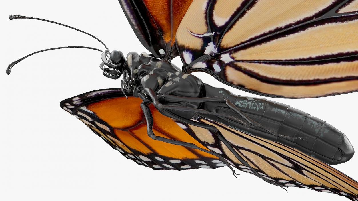 Animated Monarch Butterfly Sits on Swinging Flower Rigged 3D