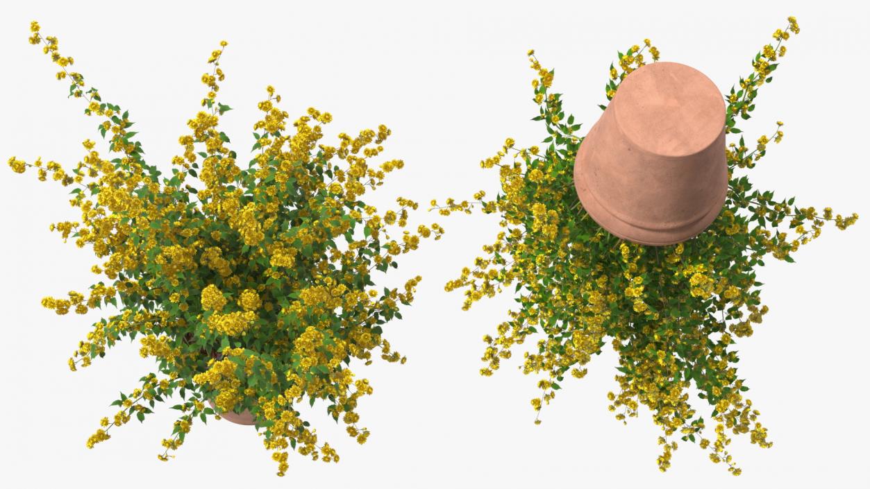 Flower Pots Collection 7 3D model