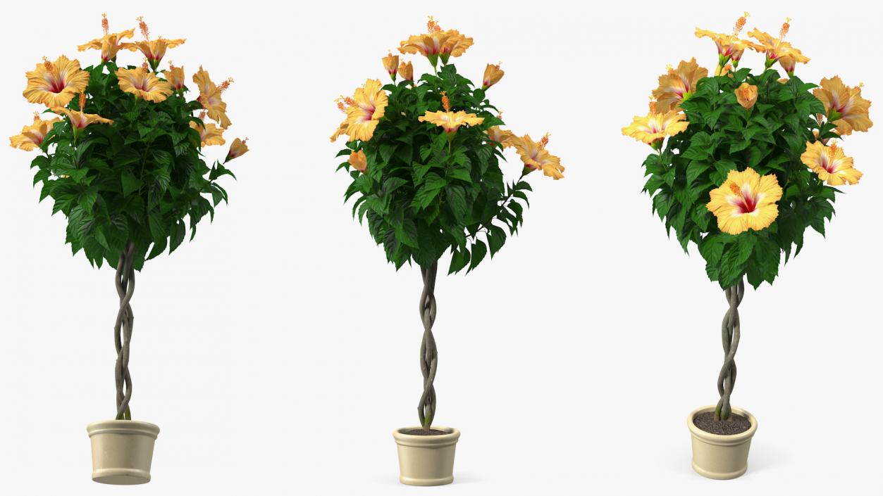 Flower Pots Collection 7 3D model