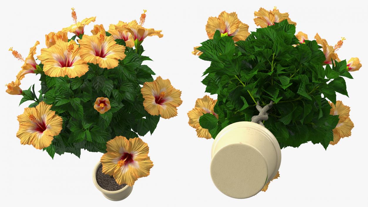 Flower Pots Collection 7 3D model