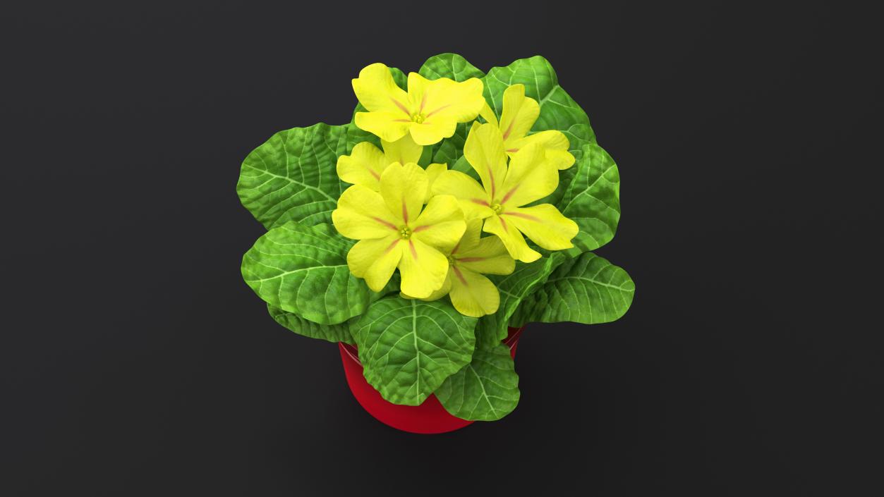 Flower Pots Collection 7 3D model